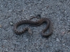 c1